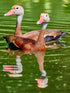 Whistling Ducks - Artist by Darin E Hartley Photography - Decoupage Rice Paper