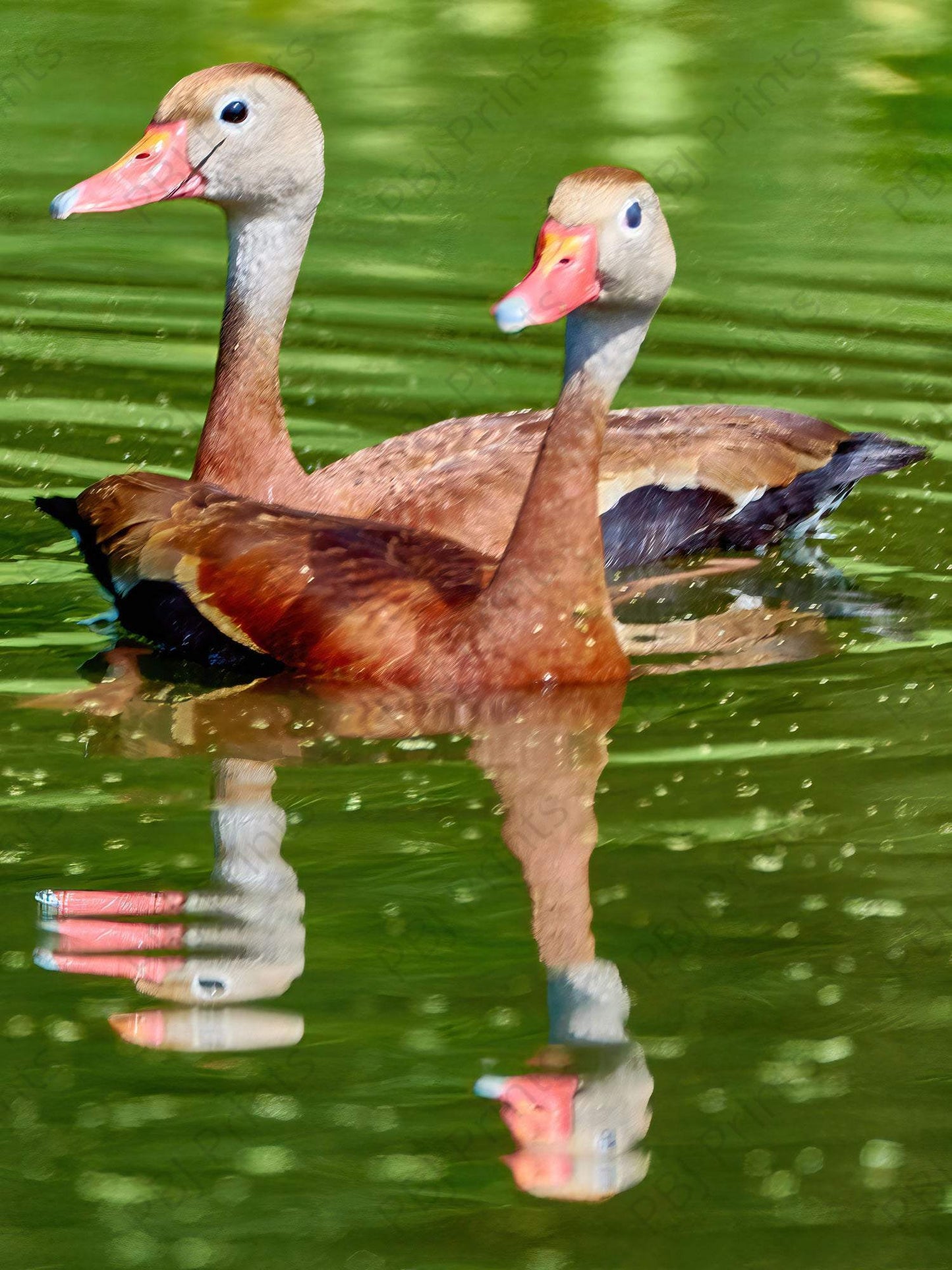 Whistling Ducks - Artist by Darin E Hartley Photography - 