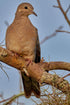 Common Dove - Artist by Darin E Hartley Photography - Decoupage Rice Paper